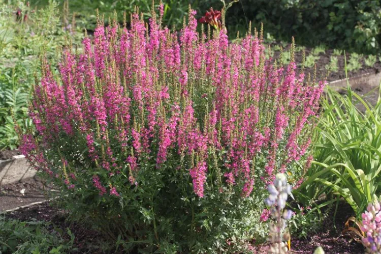 pour quelle plante vivace ombre longue floraison opter été 2022