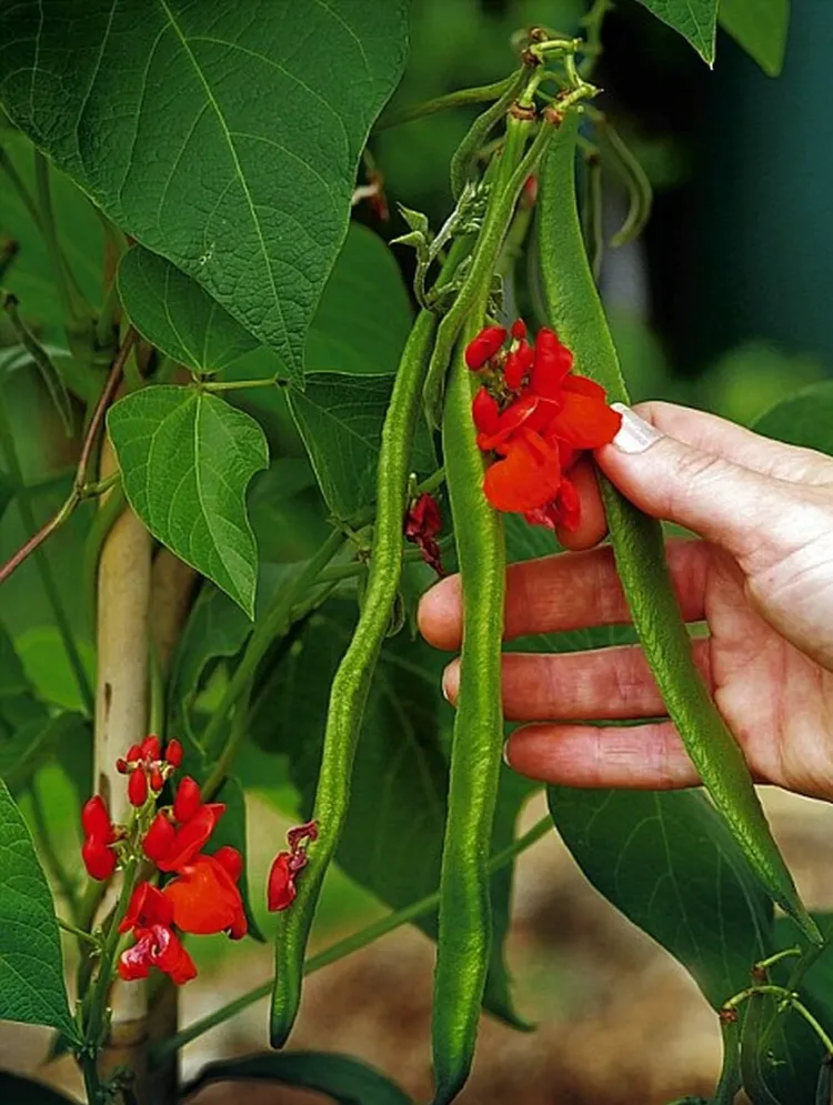 pourquoi cultiver haricot d Espagne Phaseolus coccineus fiche jardin