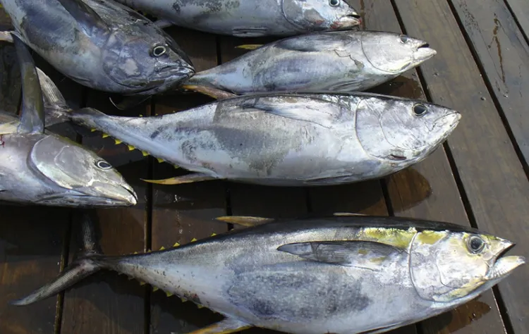 pourquoi manger du poisson pas aussi bon pour santé nouvelle étude 2022