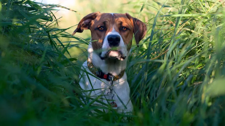 pourquoi mob chien vomit jaune qelles causes que faire soulager