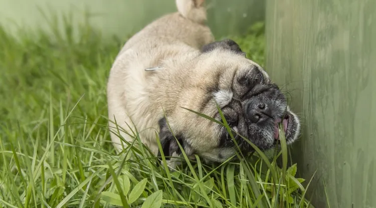 why does my dog ​​eat grass what to counter behavior