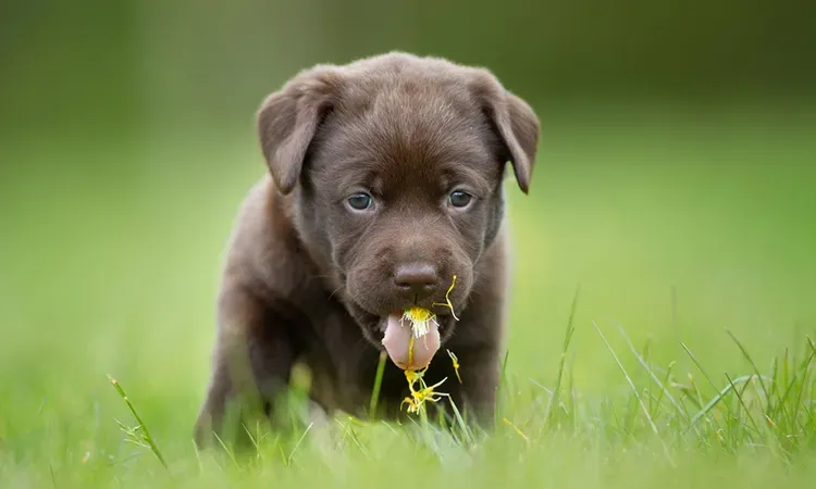 why does my dog ​​eat grass differently how to be discouraged