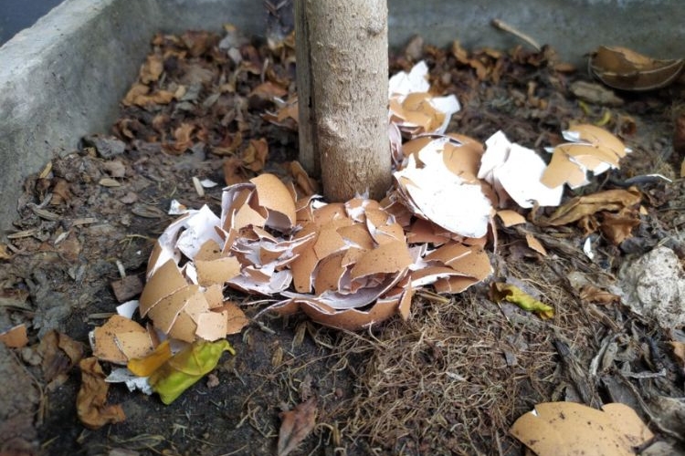 pourquoi planter des coquilles d'œufs dans le jardin 2022
