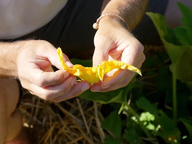 procédure manuelle pour polliniser les courgettes