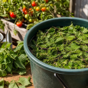 purin d ortie pour les tomates