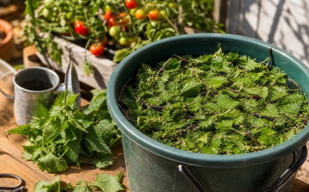 purin d ortie pour les tomates