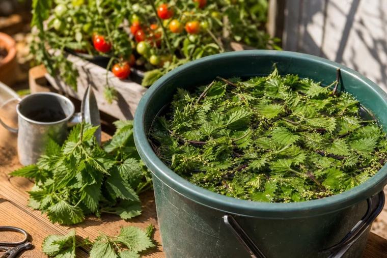 purin d ortie pour les tomates
