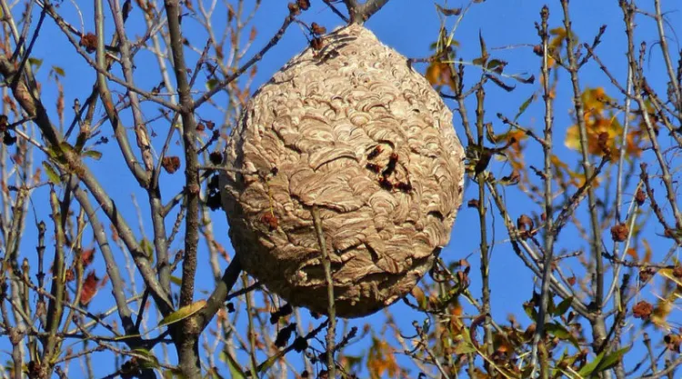 que faire avec un nid de guêpes dans le jardin 2022