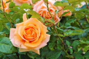 que faire d'une rose fanée