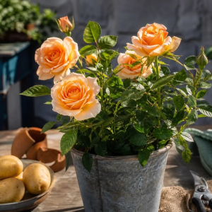que faire d'une rose fanée
