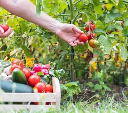 que planter en juin 5 légumes