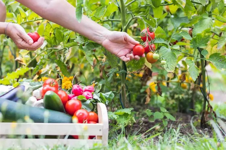 que planter en juin 5 légumes