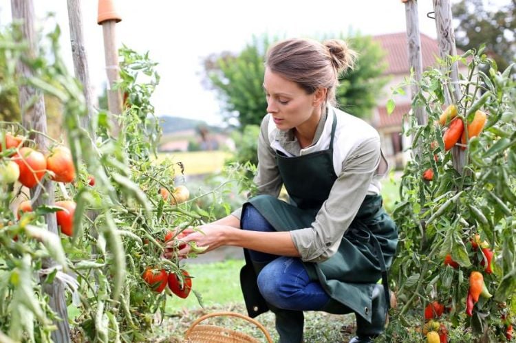 quel est le meilleur engrais pour faire pousser plus vite les tomates 2022