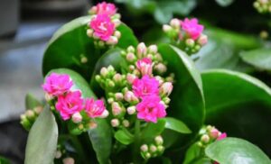 quel est le top 5 des plantes grasses à fleurs d'extérieur tendance 2022