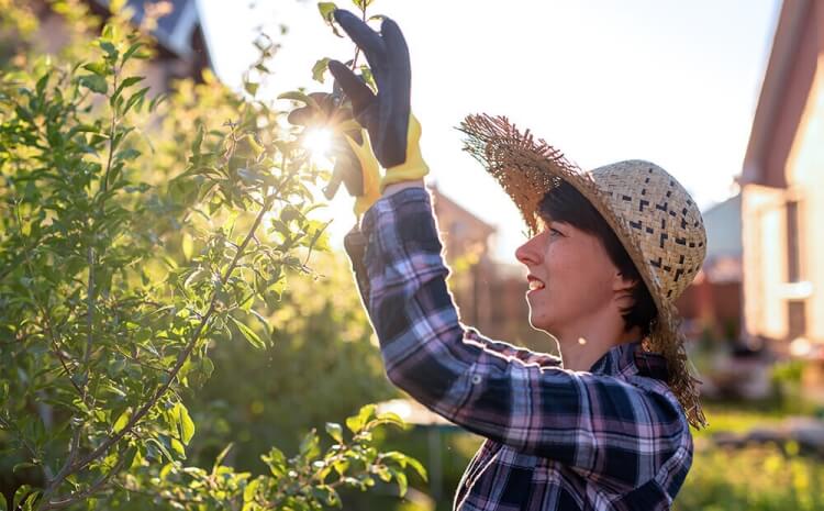 quelles plantes tailler en été