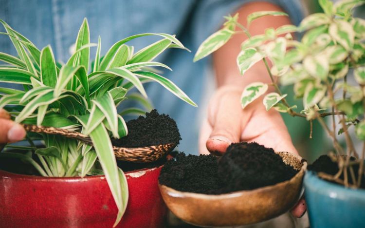 quelles sont les erreurs à éviter avec le marc de café au jardin 2022