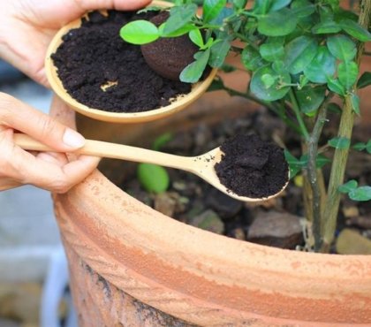 quelles sont les erreurs à éviter avec le marc de café au jardin