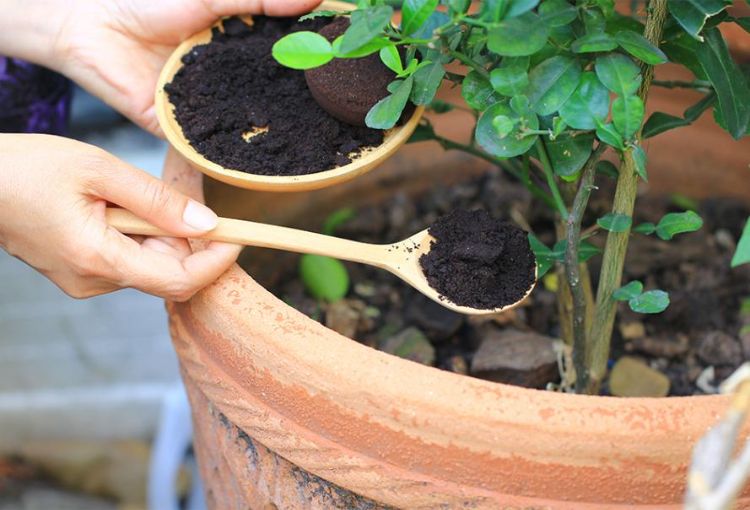 quelles sont les erreurs à éviter avec le marc de café au jardin