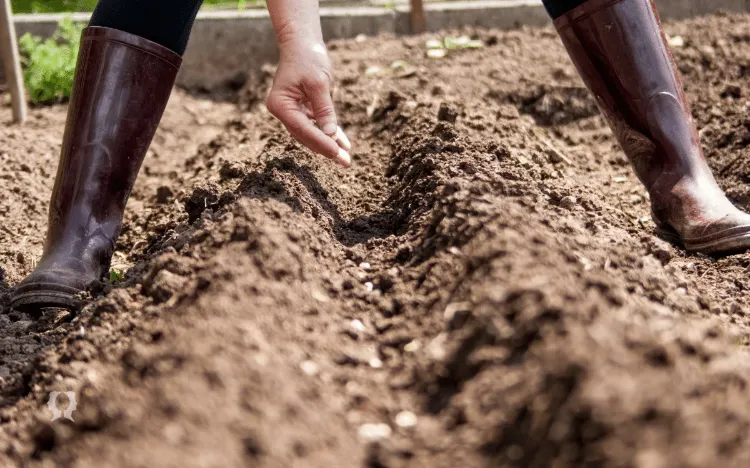 quels légumes herbes aromatiques semer juillet que planter potager été selon région