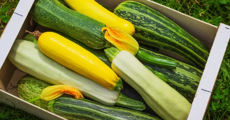 Bienfaits de la courgette