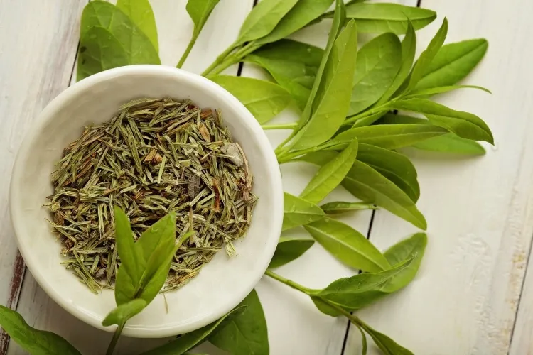green tea recipe for hair loss