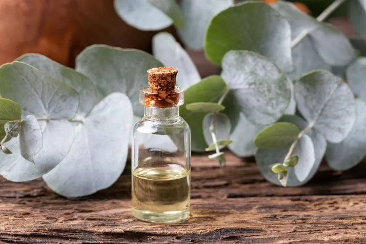 répulsif moustique naturel huile eucalyptus créer mélange offrant protection