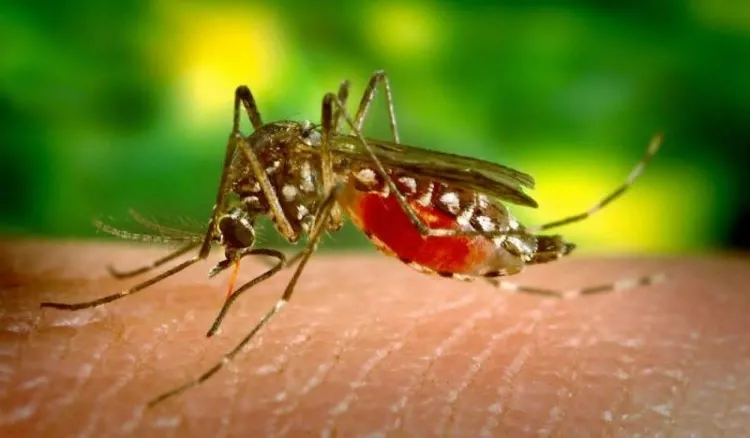 répulsif moustique naturel soulager piqûres éviter complications choisir objet attaques