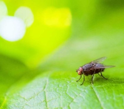 répulsif naturel mouche extérieur lequel choisir 2022