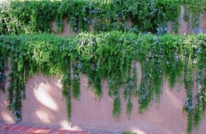 romarin rampant plantation et entretien