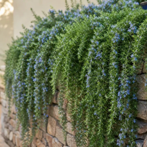 romarin rampant plantation et entretien