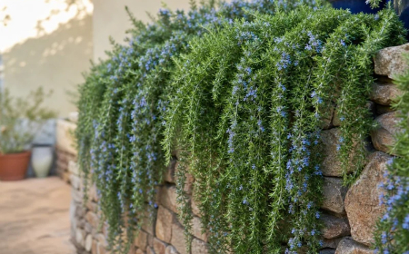 romarin rampant plantation et entretien