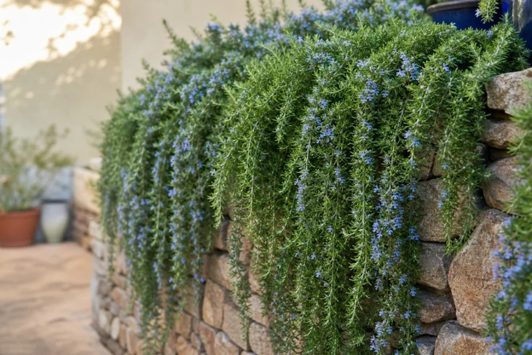 romarin rampant plantation et entretien