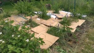 se débarrasser des mauvaises herbes plantes présence jardin indispensable