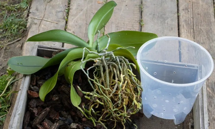 soins orchidée pot troué assurer bon drainage aération conforme