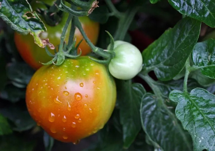 tomates pluie entretient comment sauver les plants de tomates touchés par la pluie astuces conseils