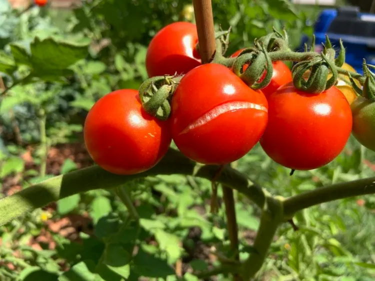 tomates qui craquent se fendent pourquoi arrosage irrégulier quelle fréquence