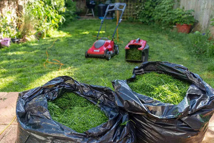 tonte de gazon dans le compost