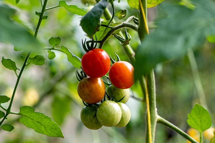 utilisation de purin d ortie pour les tomates