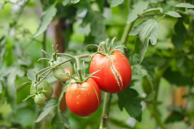 utiliser du purin d ortie pour les tomates