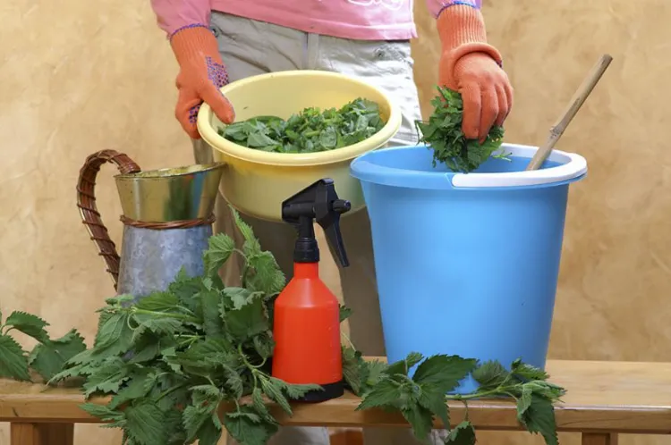 utiliser du purin d'ortie pour faire pousser plus rapidement les tomates 2022