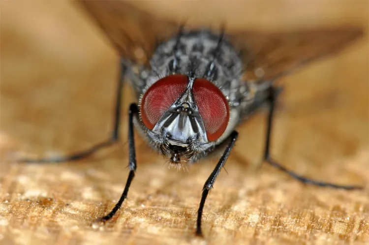5 solutions naturelles pour éloigner les mouches 2022