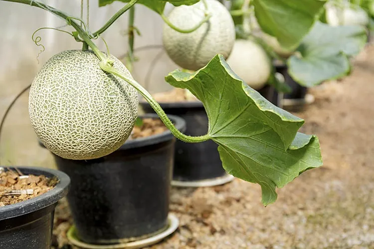 Cantaloupe-comment cultiver des melons en pot