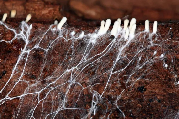 Comment cultiver des champignons de paris