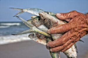 Comment facilement fabriquer de l'engrais de poisson maison