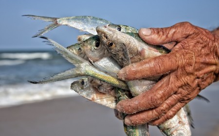 Comment facilement fabriquer de l'engrais de poisson maison