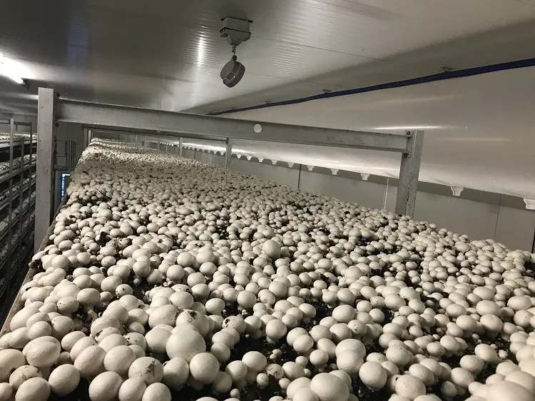 Comment faire pousser des champignons de Paris dans une cave