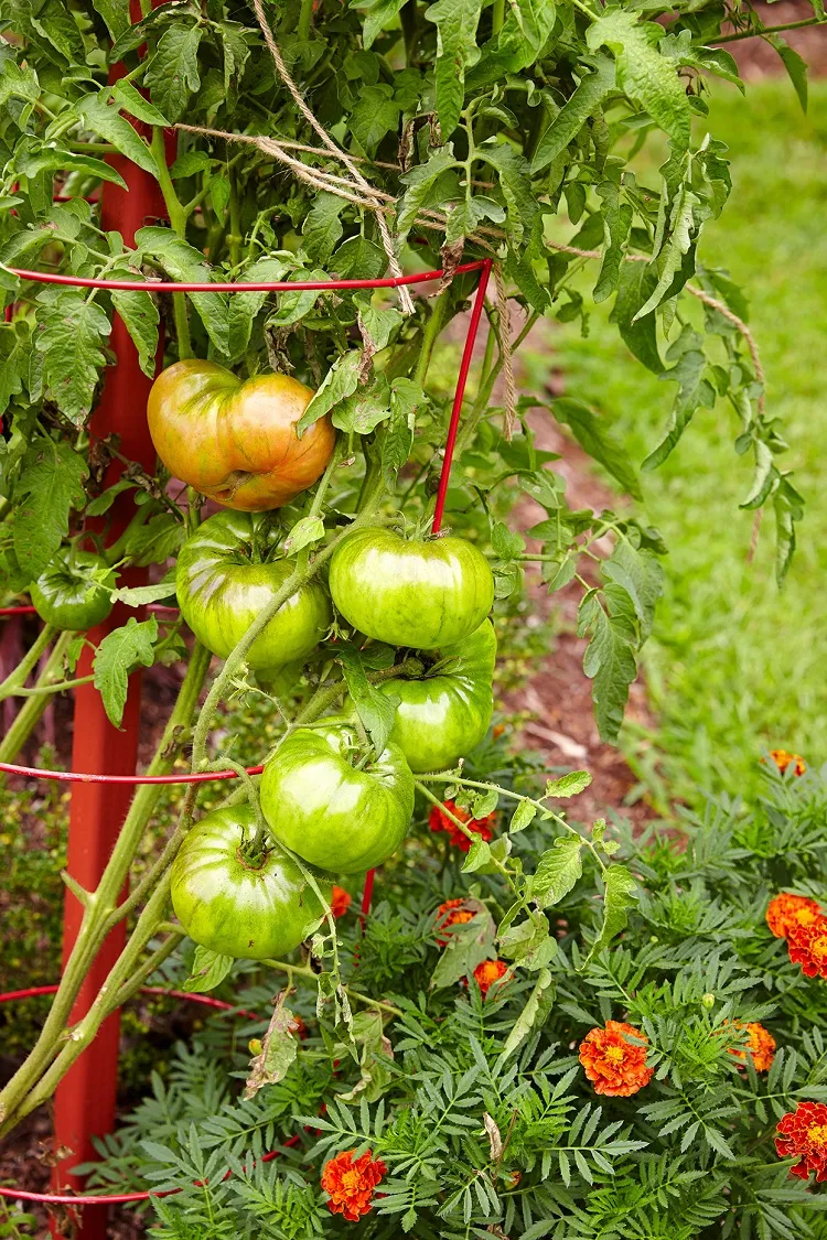 Comment protéger les tomates de l'orage