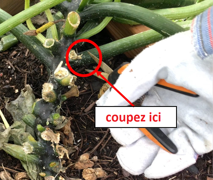 tailler les courgettes