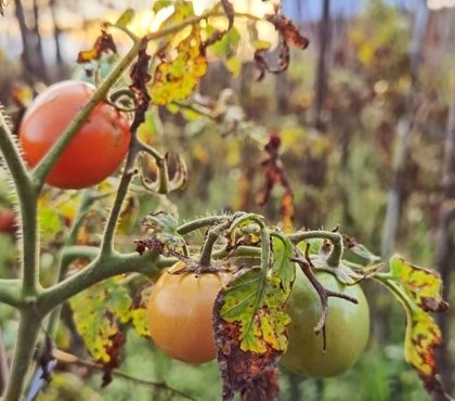 Comment traiter les feuilles jaunes des tomates