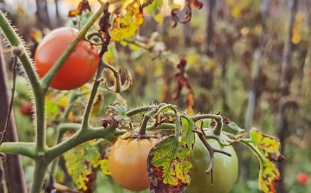 Comment traiter les feuilles jaunes des tomates